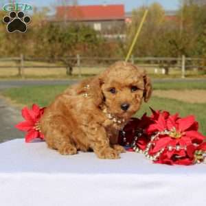 Akeelah, Miniature Poodle Puppy